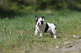 BOULEDOGUE FRANCAIS 397